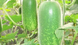 吃瓜网51官网版 吃瓜每日大赛,每日大赛精彩回顾，瓜友狂欢盛宴